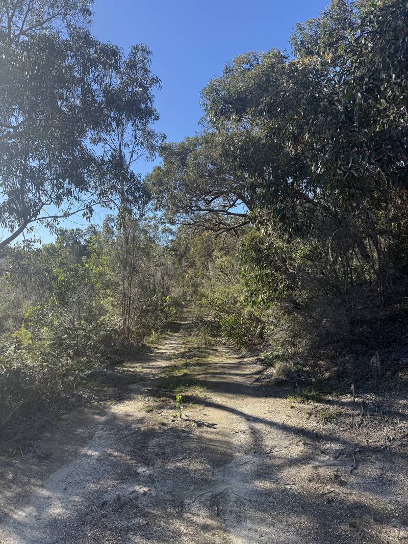 An overgrown bush track before clearing